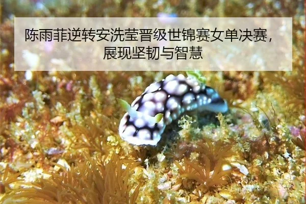 陈雨菲逆转安洗莹晋级世锦赛女单决赛，展现坚韧与智慧